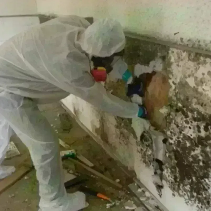 Mold Remediation and Removal in Alderson, WV